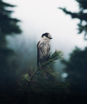 bird in the forest