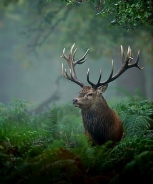 deer in the forest